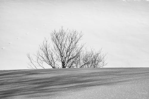 Monochrome Photo of Leafless Tree on Snow Covered Field