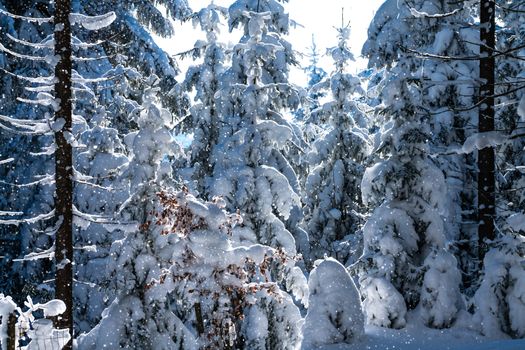 Captured snowfall over a tranquil forest of snow-laden evergreen trees.