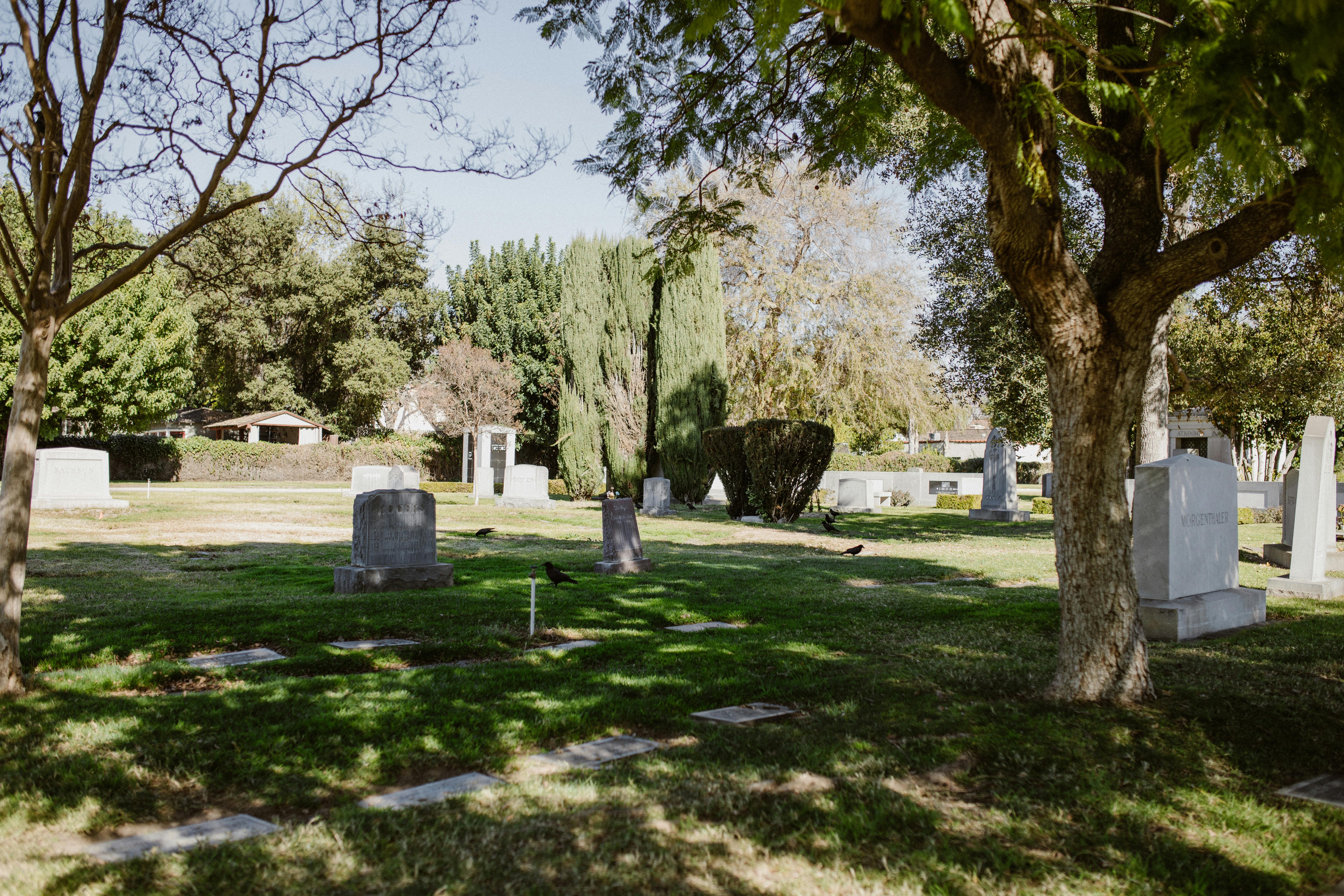 green grass field with trees