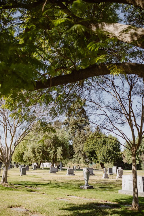 공동 묘지, 나무, 묘비의 무료 스톡 사진