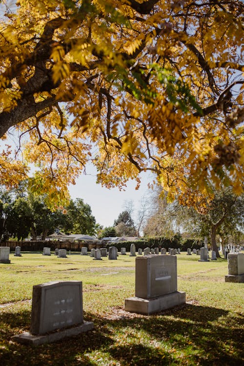 Gray Gravestones on Cemetery Beside a Tree with Fall Leaves