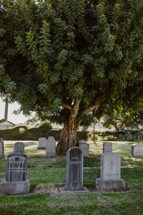 Free A tranquil cemetery scene with gravestones beneath a large tree, conveying peace and reflection. Stock Photo