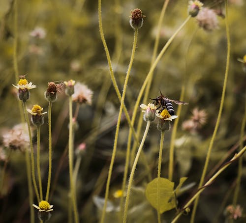 Бесплатное стоковое фото с природа, Пчела, цветы