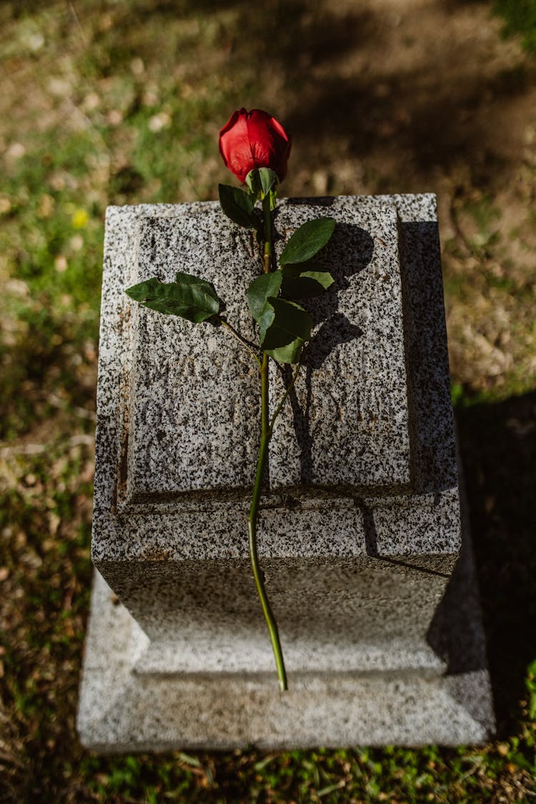 Close-Up Shot Of A Red Rose Flower On Tombstone 