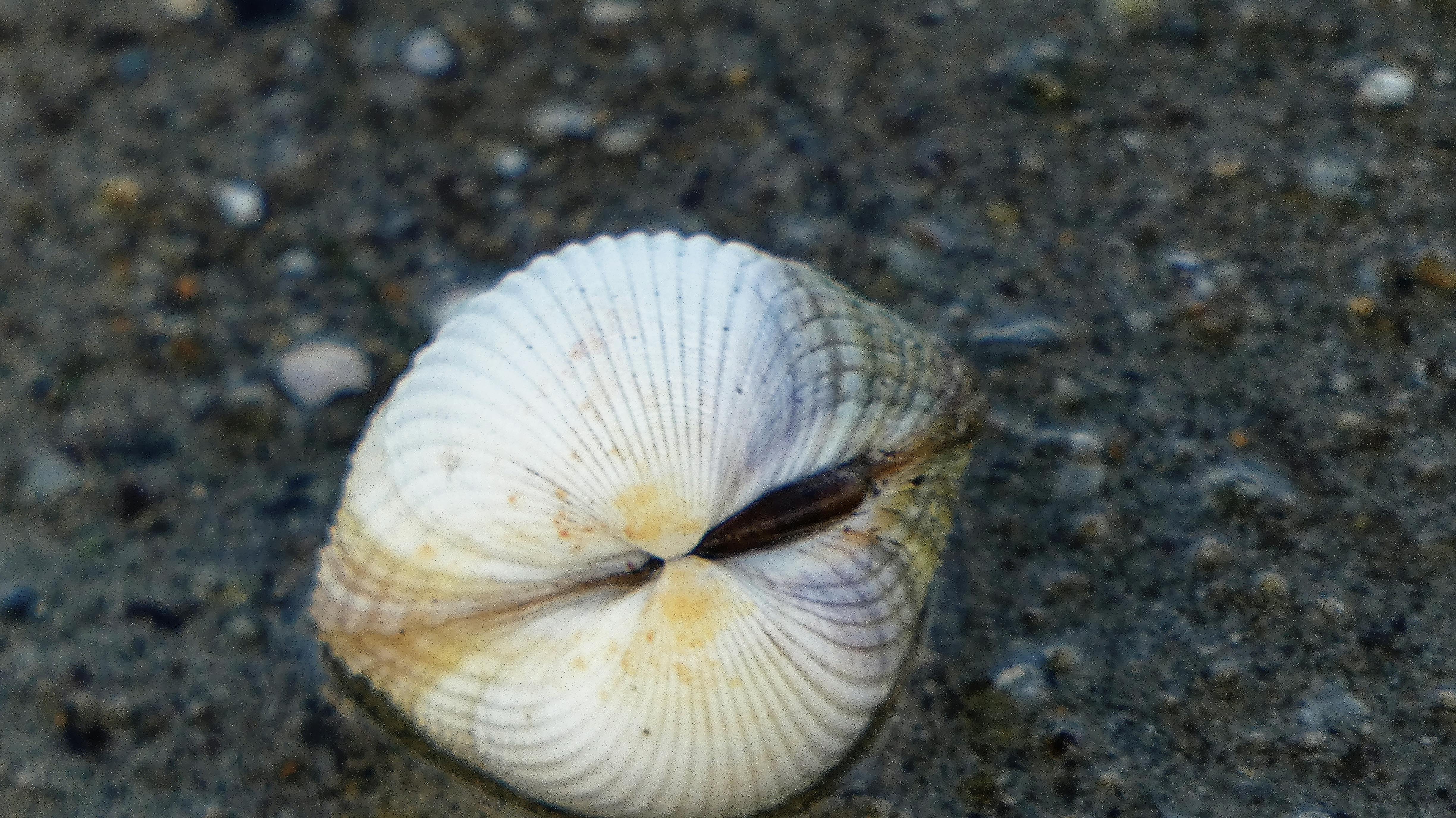Cricket bowler delivering a ball on a hard pitch