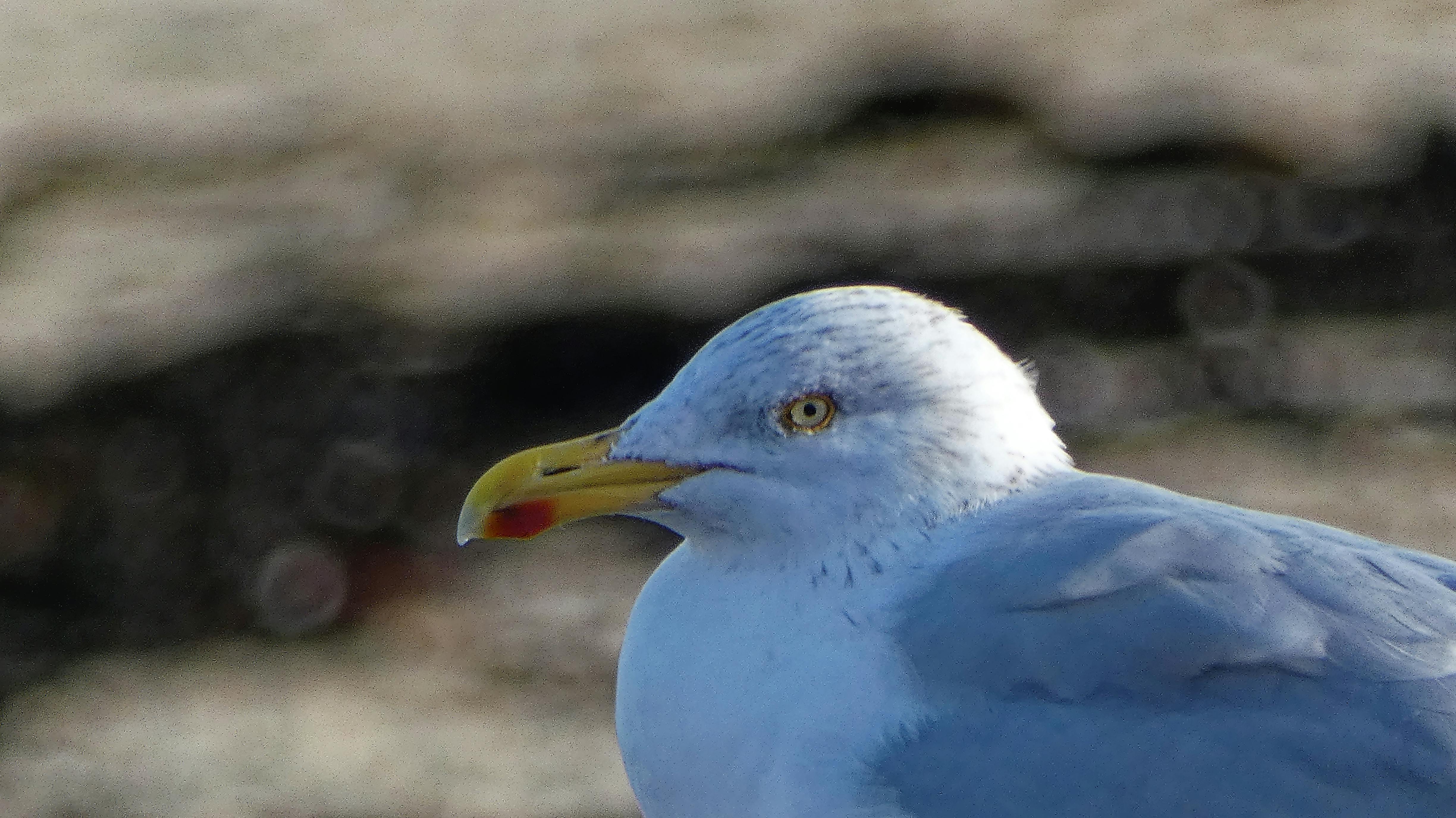 Cricket captain setting the field with teammates