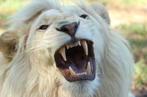 Free White Long Coat Lion Stock Photo