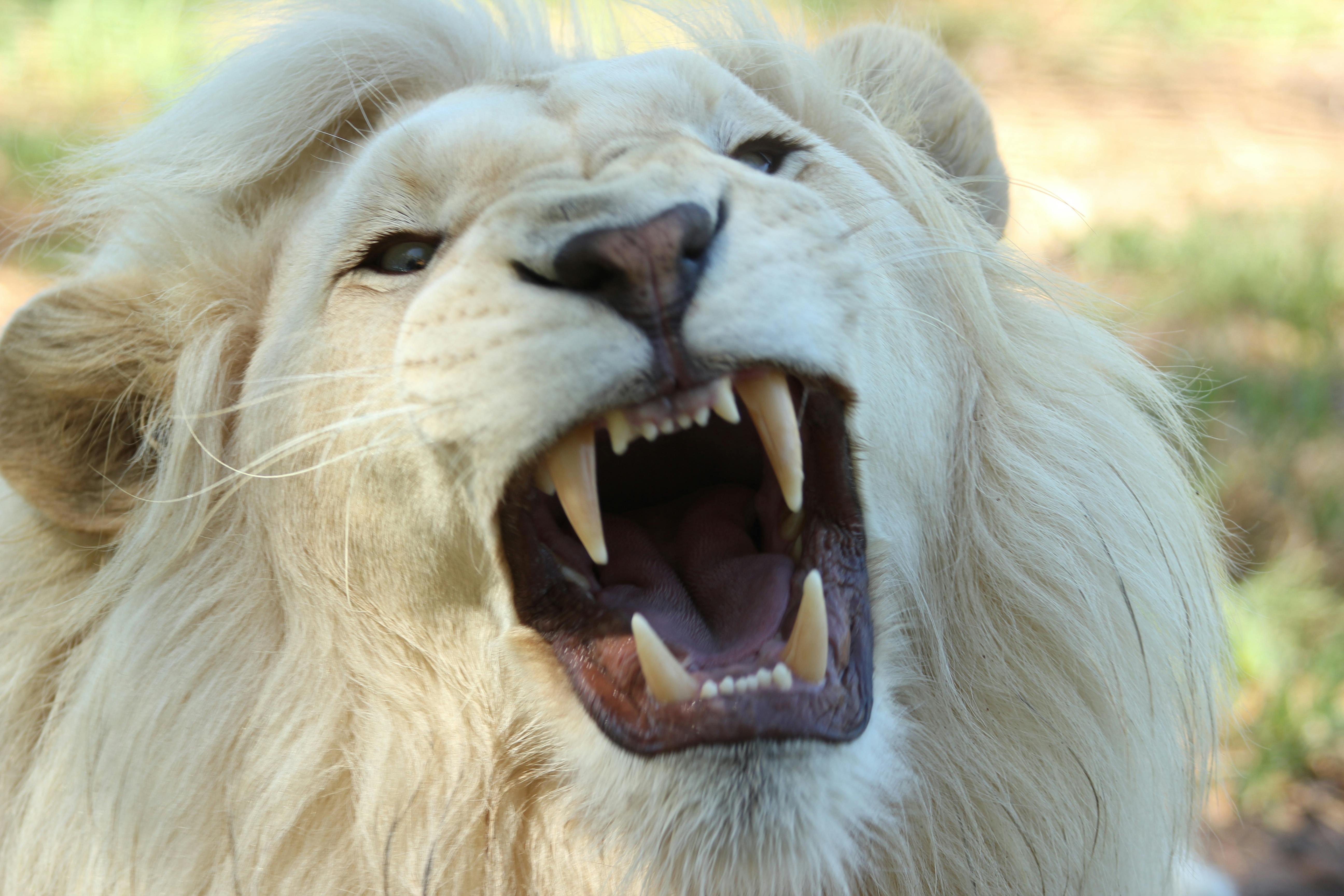 ホワイトロングコートライオン 無料の写真素材