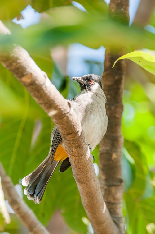 A Sooty-Headed Bulbul Perched on a Tree Branch