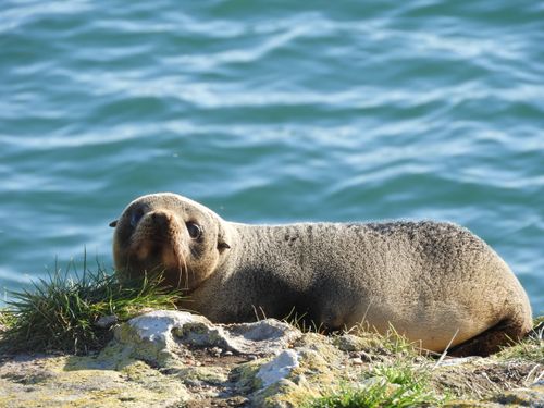 Free Close-up of a New Zealand sea lion (Phocarctos hookeri) resting on a coastal rock with ocean in the background. Stock Photo