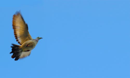 Бесплатное стоковое фото с голубь, летящая птица, птица
