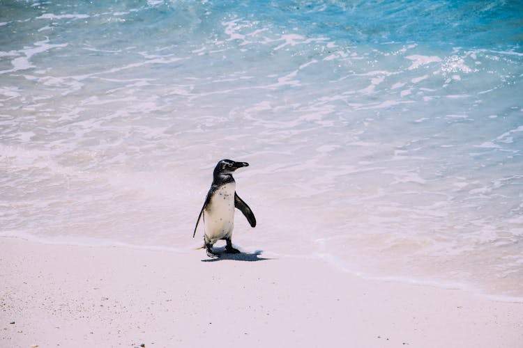 Penguin On Beach During Daytime