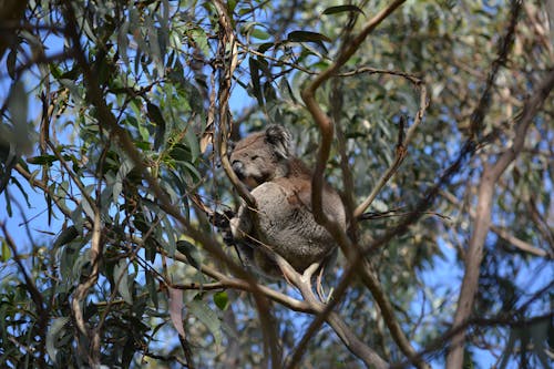 Free stock photo of koala, koala bear, koala sleeping Stock Photo
