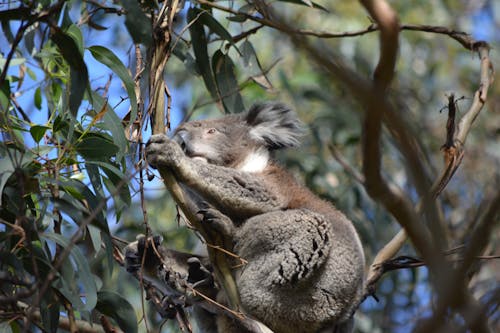 Free stock photo of koala, koala bear, wildlife Stock Photo