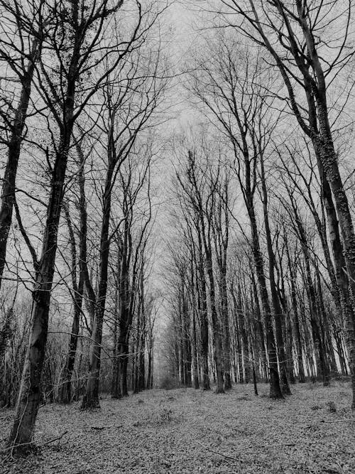 Grayscale Photo of Bare Trees