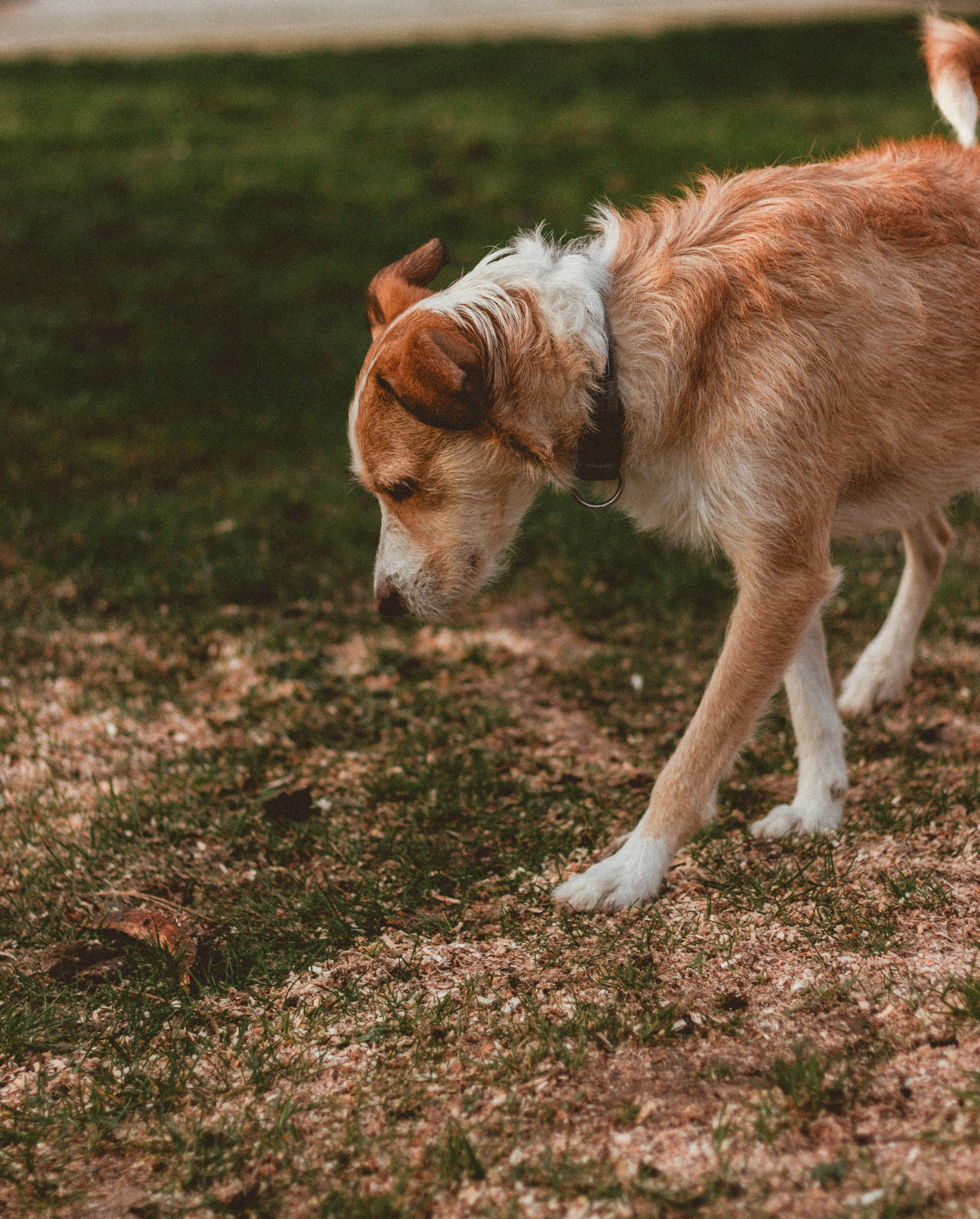 Lonely dog with brown and white coat walking on rough terrain with grass while looking down