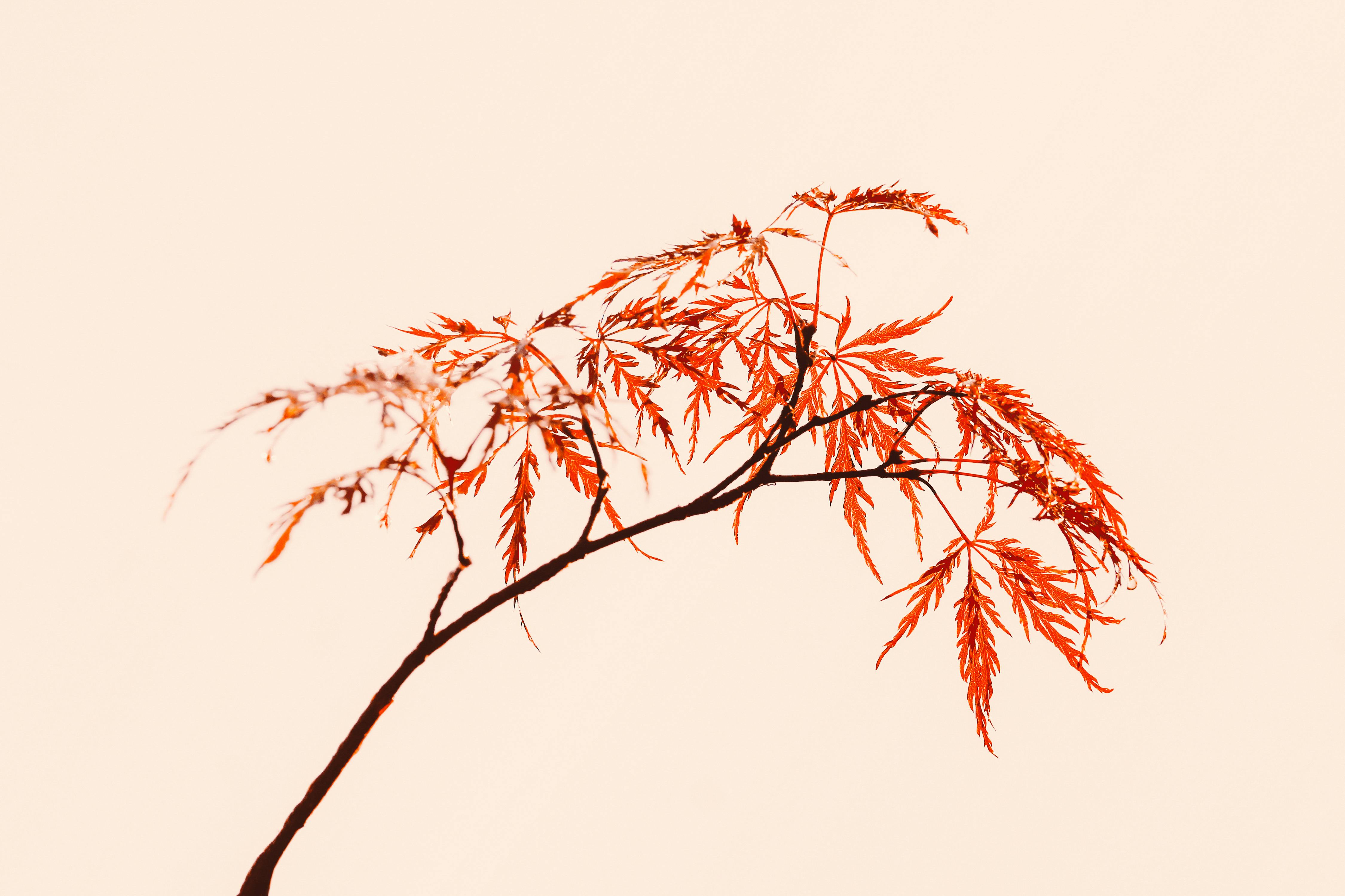 tree twig with red leaves on pink background