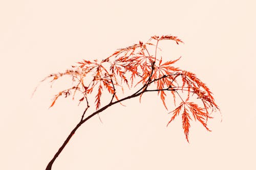 Maple tree thin branch with red foliage on pink background in light studio