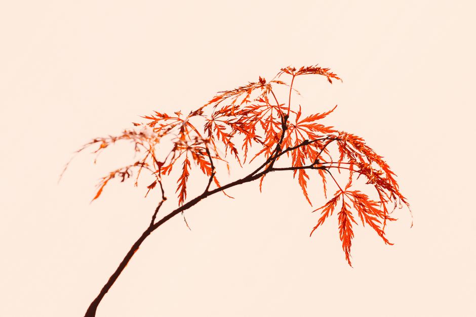 Maple tree thin branch with red foliage on pink background in light studio