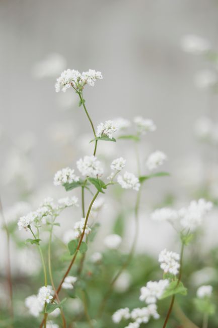 Small blossoming white flowers on thin stems with green leaves growing in meadow in summer day in countryside