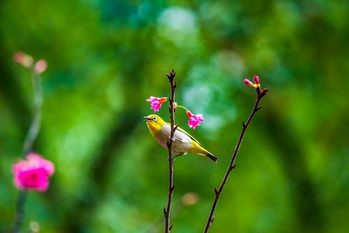 Free A vibrant warbling white-eye perches on a blossoming branch, capturing the beauty of nature in Taipei, Taiwan. Stock Photo