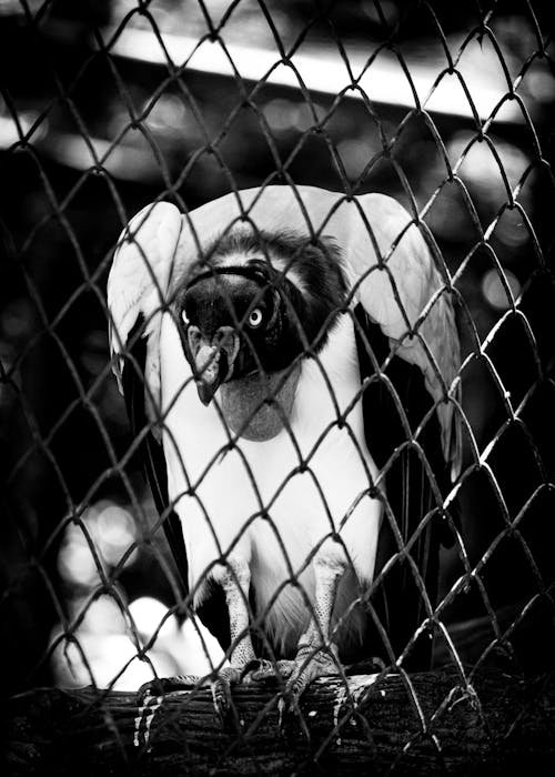 Black and white of dangerous predatory vulture sitting on wooden stick behind metal fence in zoological park on blurred background