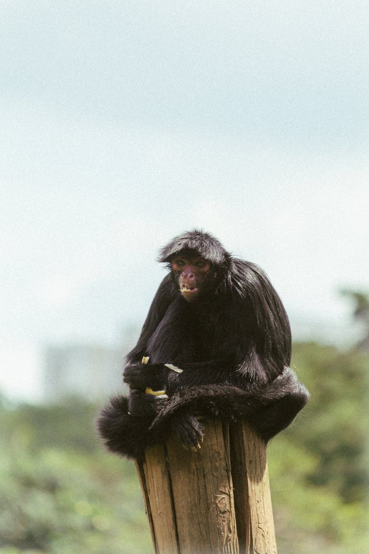 Adorable Black Monkey On Wooden Post