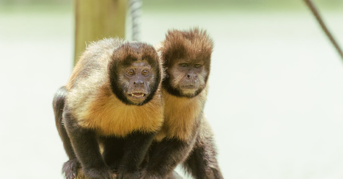 How to get a Capuchin monkey in Texas