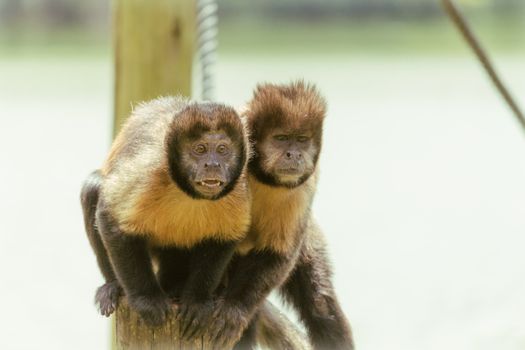 Small monkeys on wooden pillar