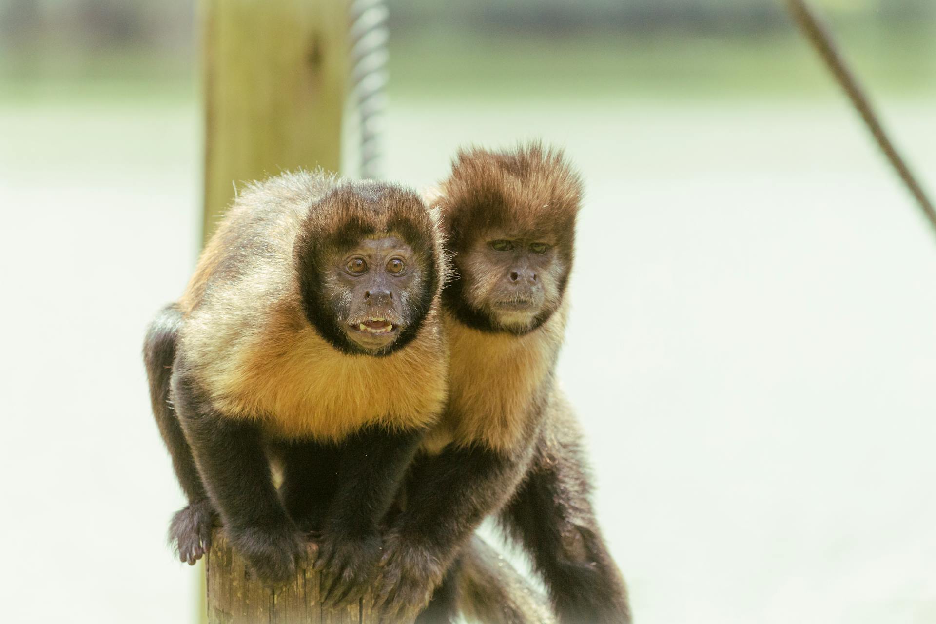 Two brown capuchin monkeys perched on a post outdoors, displaying curious attentiveness.