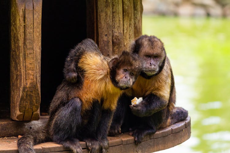 Cute Capuchin Monkeys On Wooden Structure