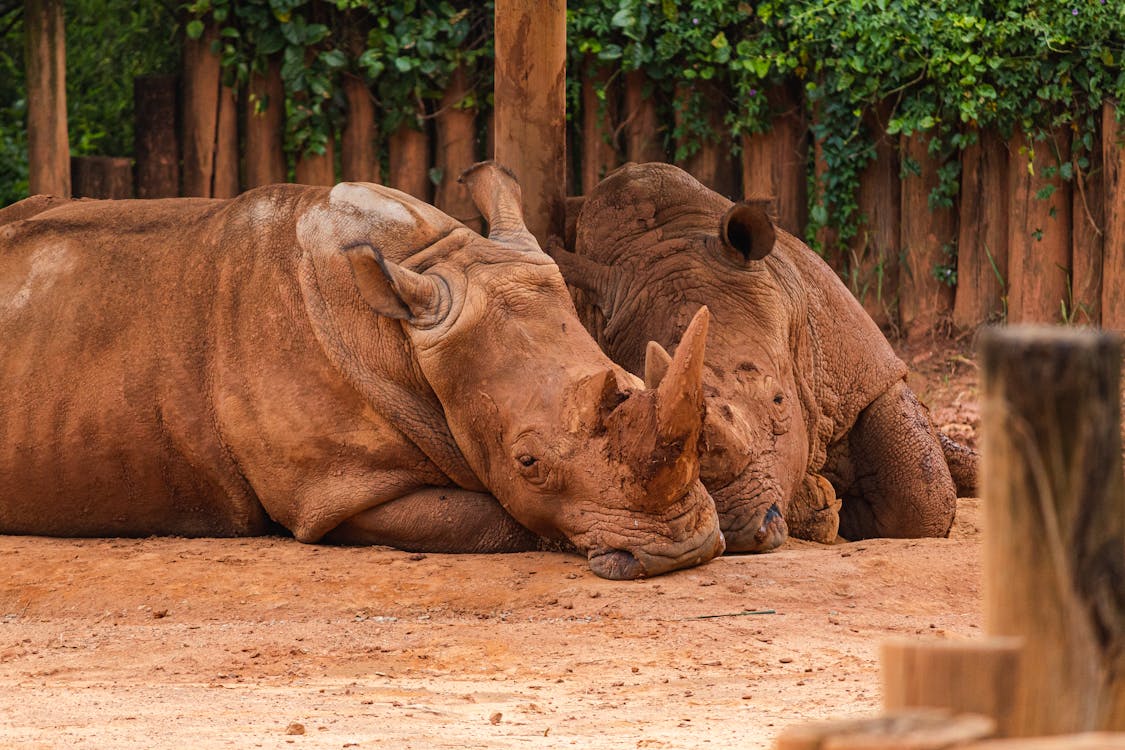 Foto profissional grátis de acasalar, ameaça, animais selvagens