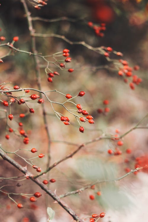 Red berries on thin twigs of leafless trees growing in countryside in daytime