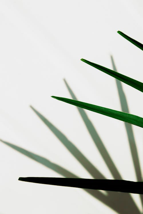 Green plant leaves on white background