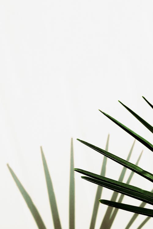 Long thin green leaves of tropical plants growing on white background in light place