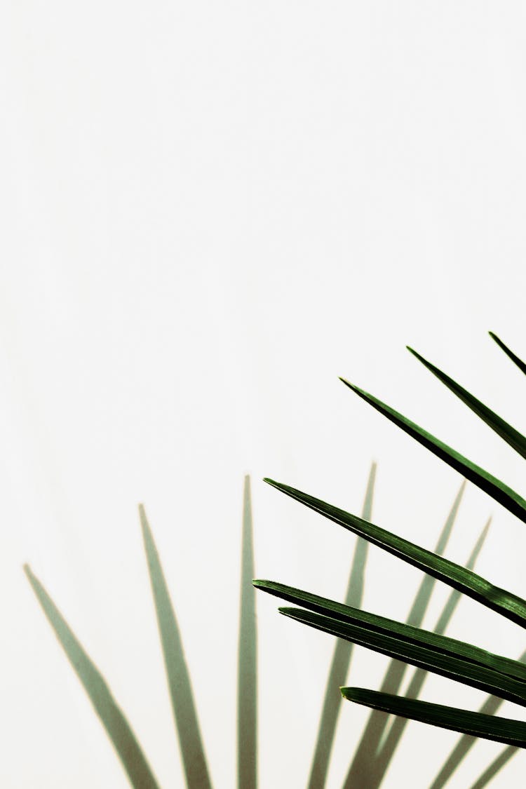 Palms With Green Leaves On White Background