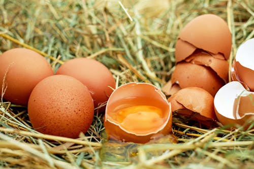 Close up of Eggs in a Nest