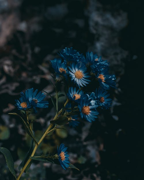 Free Close Up Photo of Blue Flowers Stock Photo