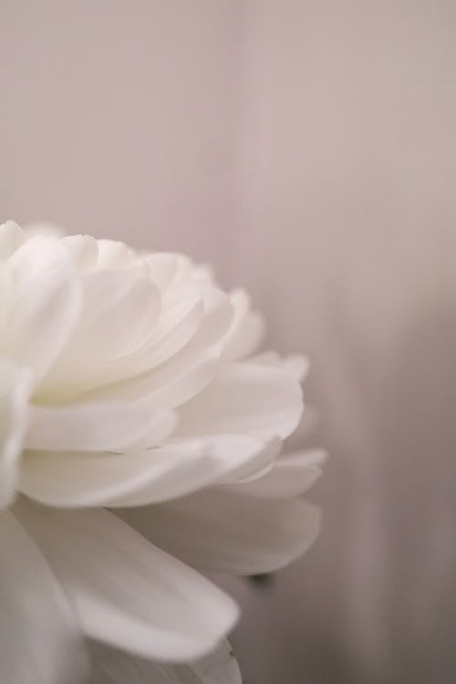 Free White Flower Petals in Close Up Photography Stock Photo