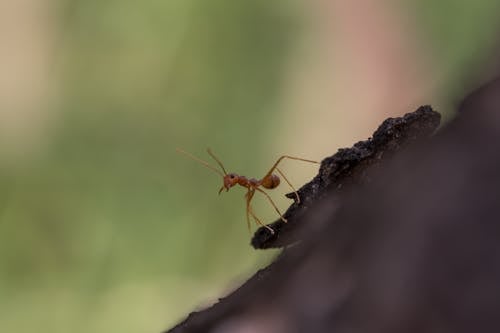Free stock photo of ant, macro photo, nature