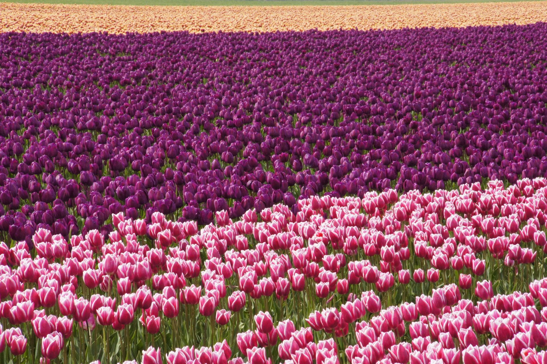 Colorful rows of tulips in a field in the Netherlands, showcasing spring beauty.