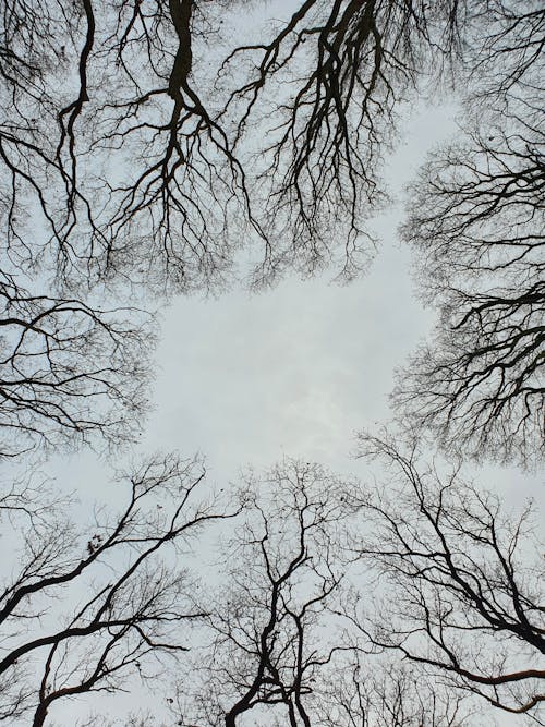 Free Bare Trees Under a Gray Sky Stock Photo