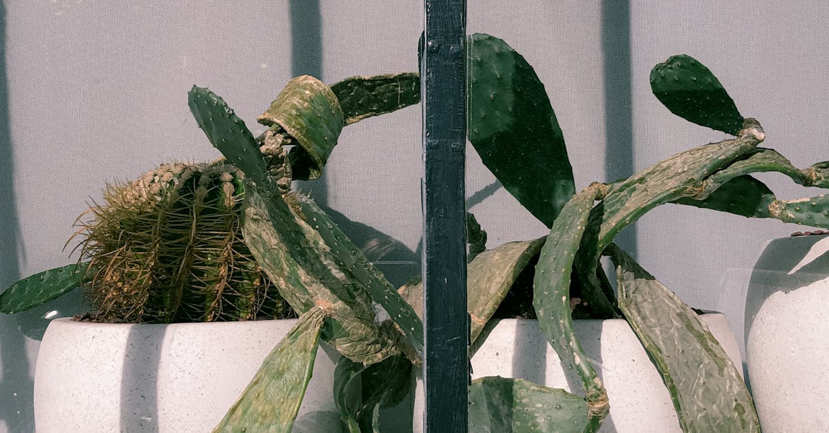 How to grow cactus leaf