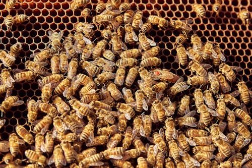Free A Massive Group of Honeybees on a Beehive Stock Photo