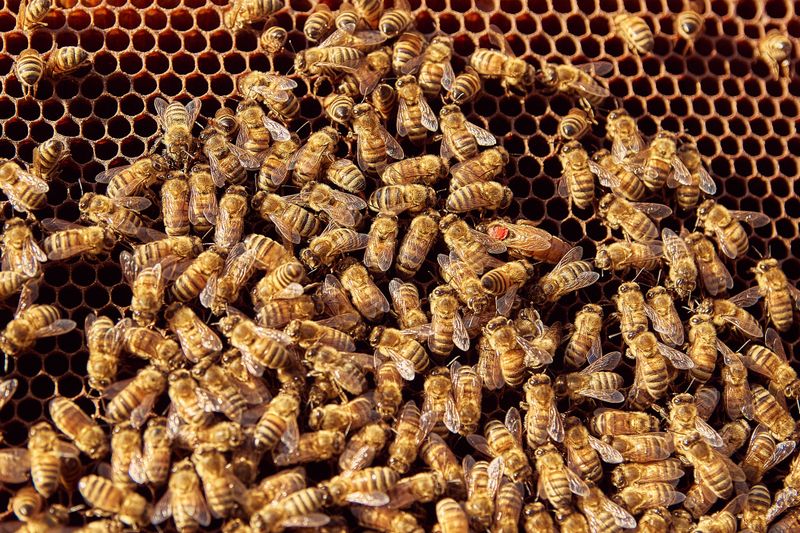 A detailed close-up capturing honeybees working on a honeycomb structure, showcasing their vibrant activity.