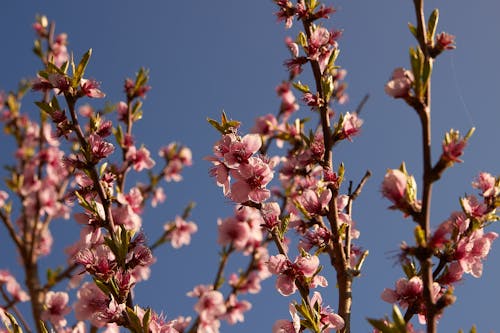 Fotos de stock gratuitas de delicado, flora, floración de cerezos