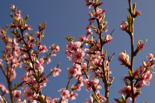 Pink Cherry Blossoms in Bloom
