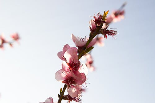 Pink Cherry Blossoms in Close Up Photography