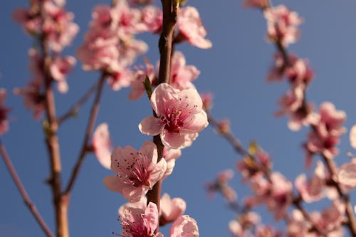 Close-up of Cherry Blossom Flowers 