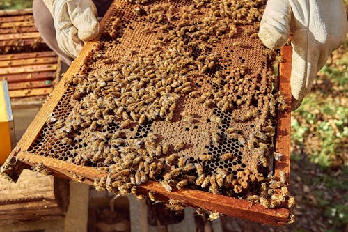 Бесплатное стоковое фото с медоносные пчелы, насекомые, Пасека